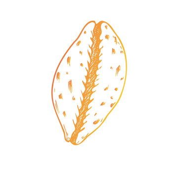 recommend clip art: Vector beautiful shell. Hand painted line seashell. Graphic clip art isolated on background. Underwater illustration. For designers, invitations, decorati