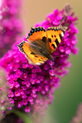 Kleiner Fuchs (Aglais urticae) saugt Nektar an einer Fliederpflanze