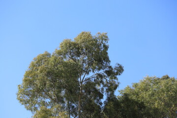 Obraz premium canopy of eucalyptus tree on blue sky