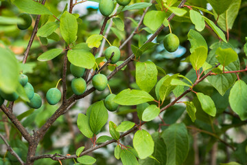 Plum tree branches with green unripe fruits. Selective focus. Agriculture. Shallow depth of field.
