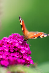 Pfauenauge saugt Nektar an einer Fliederpflanze