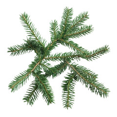 Obraz premium Isolated Green Pine Branch with Transparent Background