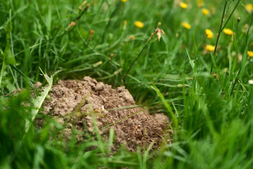 Molehill surrounded by grass and yellow blooms