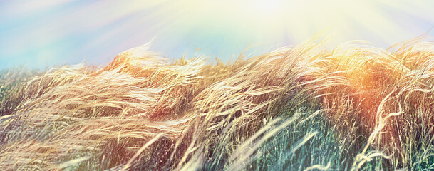 Autumn in meadow, grass in the wind, high silky grass in meadow sunset, beautiful landscape