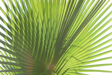 close up of california palm tree leaf