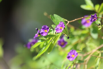 Flowers and leaves of Solanum laciniatum (also known as poroporo or bullibull)