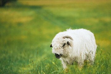 White sheep on green grass