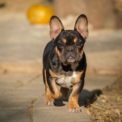 French Bulldog. Close-up, animal running