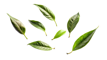 Green leaf macro isolated on white background