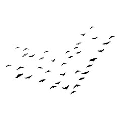 birds fly in a school