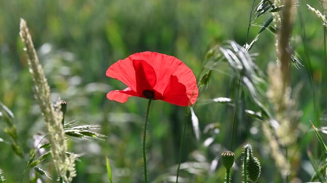 Red Field Poppy (Papaver rhoeas) growing in the margins of a barley field. Windy day in August, Kent, UK