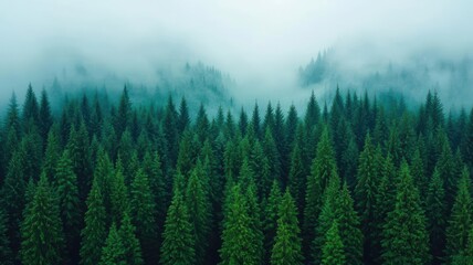 Fototapeta premium Lush rainforest under the threat of global warming, vibrant species fighting extinction, the scene filled with mist and fading colors, symbolizing environmental change