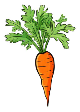 orange carrot with green leaves clip art preview