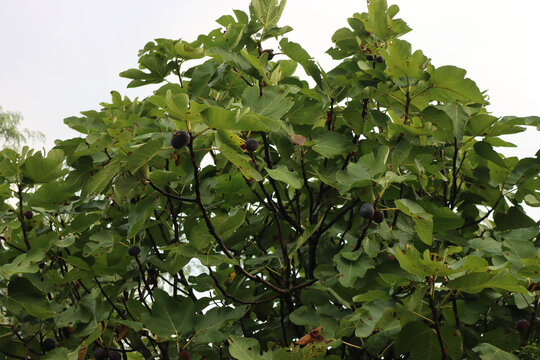Ripe purple figs on branches in the orchard. Ficus carica tree on summer