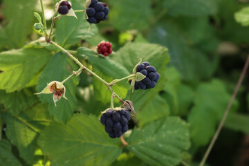 Close-up  of ripe and unripe Blackberry fruits on branches. Summer fruits. Rubus plant