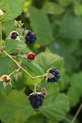 Close-up  of ripe and unripe Blackberry fruits on branches. Summer fruits. Rubus plant