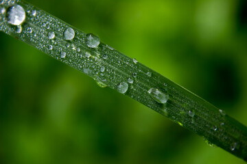 dewdrops on the leaves. beautiful dewdrops background