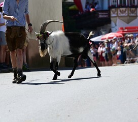 Festzug mit Ziegen. Schöne schwarz weiße langhaarige Ziegen werden von Hirten im Festzug geführt