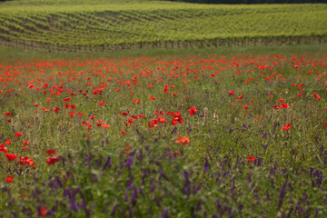 field of poppies in spring