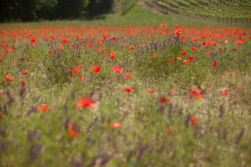 field of red poppies in spring