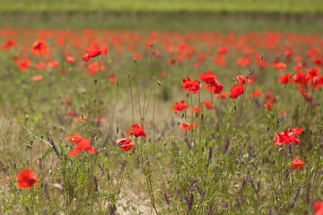 field of red poppies