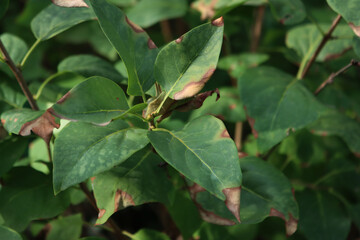 Green leaves of Lilac bush with sunburnt caused by heat of the sun. Syringa vulgaris on summer 