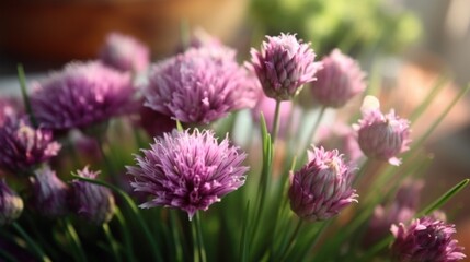 Fototapeta premium Blooming Chive Flowers