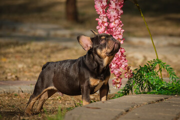 A French Bulldog puppy stands on a path in the garden. The dog looks carefully