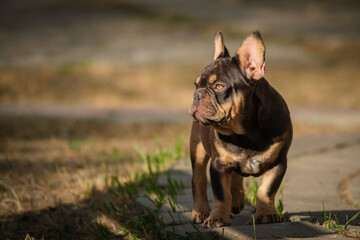 A French Bulldog puppy stands on a path in the garden. The dog looks carefully