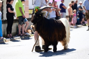 Festzug mit Ziegen. Schöne schwarz weiße langhaarige Ziegen werden von Hirten im Festzug geführt
