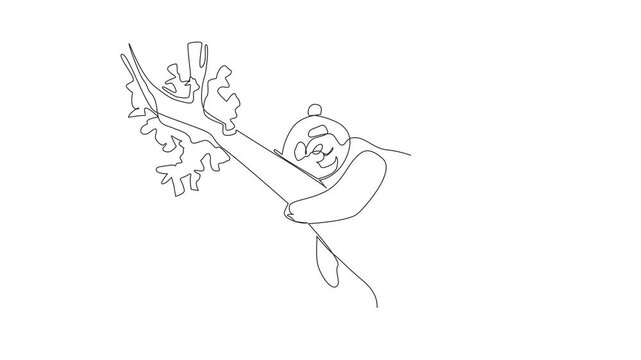 Animation of continuous one line drawing a baby panda sleeping on a tree branch. Like hugging a pillow. Prefer to relax in a tree. National Panda Day. Self drawing animated. Full length motion