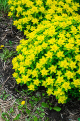 Blooming Euphorbia in the garden. Selective focus.