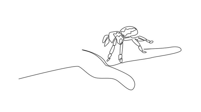 Animated self drawing of continuous line drawing big spider on palm. Tarantula on palm of a brave man's hand. Pet tarantulas.Animal. National Save a Spider Day. Full length single line animation