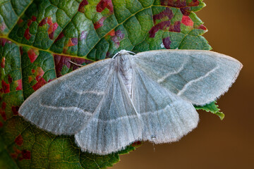 Perlglanzspanner - Campaea margaritaria