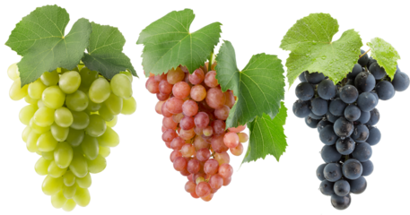 set of the green, purple and pink grapes isolated on a white background