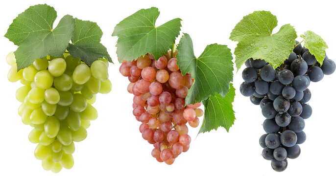 set of the green, purple and pink grapes isolated on a white background