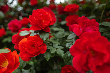 Red roses bushes in the garden close up.