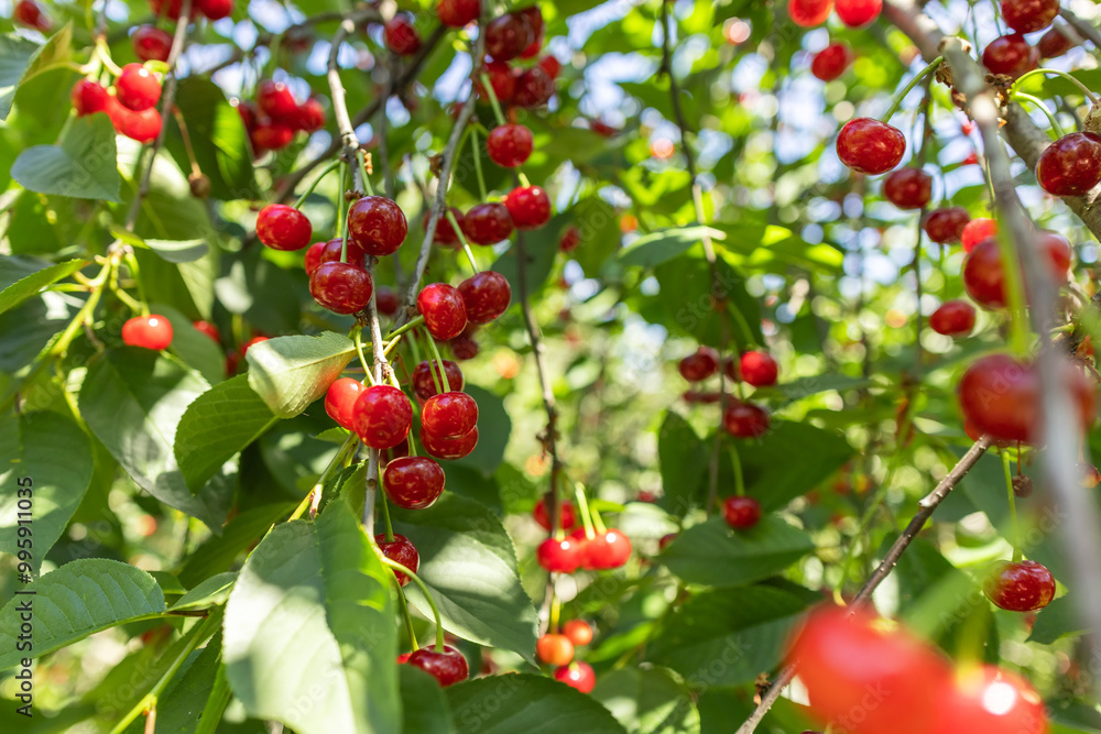 Wall mural Branch of ripe cherries on a tree in a garden