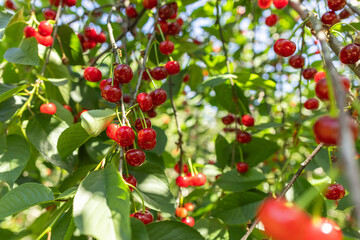 Branch of ripe cherries on a tree in a garden