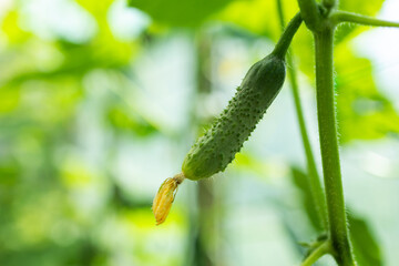 Cucumber seedlings grown in a greenhouse blooming with young cucumbers.