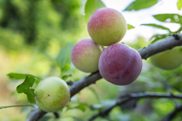 selective focus. Ripe blue purple plums in the plum garden. Agriculture Haversting background.
