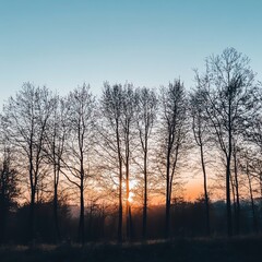 Fototapeta premium Serene sunset view behind silhouetted trees, casting a tranquil atmosphere in nature's beauty and calming landscape.