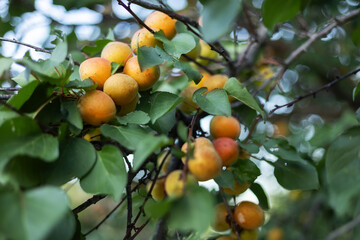 orange apricots on a branch with green leaves