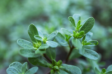 Portulaca oleracea common purslane, verdolaga, pursley. It is used as traditional Chinese medical herbal,