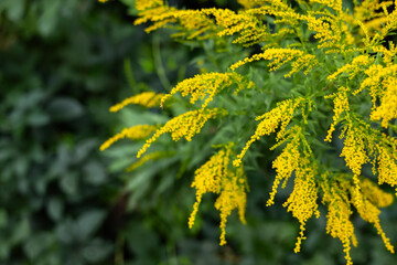 Yellow Solidago gigantea, also known as tall goldenrod and giant goldenrod, in flower
