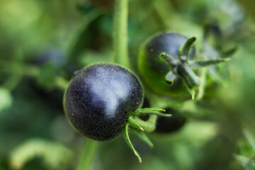 Natural black tomato grows in farm garden greenhouse
