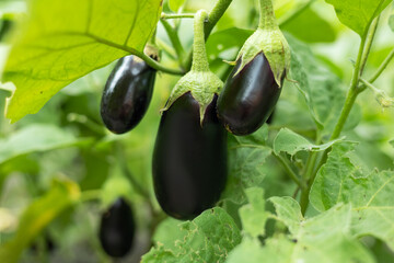 ripe purple eggplant growing in a greenhouse