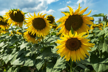 Sunny sunflower field. Endless blooming sunflower field