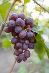 beautiful bunch of ripe blue grapes hanging on vineyard. ripe grapes ready for harvest at a vineyard.