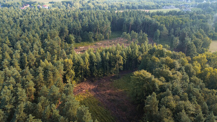 Logging industry stacks cut trees in a forest clearing